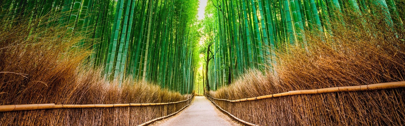 A narrow path with tall stalks of green bamboo on both sides, obscuring the sky completely. 